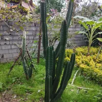 کاکتوس|گل و گیاه طبیعی|شیرود, |دیوار