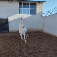 مادیان و کره اصل عرب