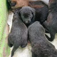 سگ بلک ژرمن