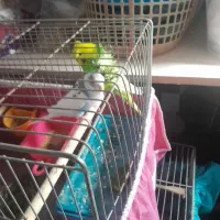 مرغ اشق انگلیسی|پرنده|بهبهان, |دیوار