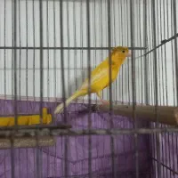 قناری نر طلایی