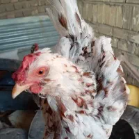 10 عدد مرغ تخمگذار یکساله