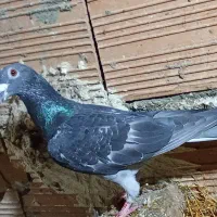 کبوتر|پرنده|فاروج, |دیوار