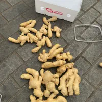 پخش عمده زنجبیل درجه ۱  به شرط عالی بودن|خوردنی و آشامیدنی|شیراز, تندگویان|دیوار