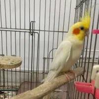 فروش عروس هلندی