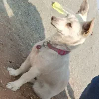 شیواوا ماده یک سالع