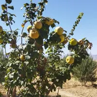 فروش باغ ثمری بیضا|فروش دفتر صنعتی، کشاورزی، تجاری|شیراز, دانشگاه شیراز|دیوار