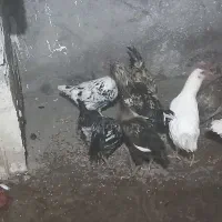 نیمچه خروس گلین|حیوانات مزرعه|میانه, |دیوار