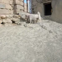 پاکوتاه فروشی ماده|سگ|تکاب, |دیوار