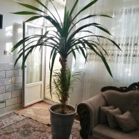 گل پاندانوس برگ خنجری|گل و گیاه طبیعی|محلات, |دیوار
