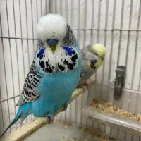 جفت مرغ عشق انگلیسی گرید A وارداتی