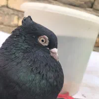 زاغ ابادانی نر چشمنوک سفید مست|پرنده|شاهینشهر, شهرک گلدیس|دیوار