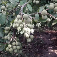 نهالستان گردو و بادام دیرگل و پربار پالیز|خدمات باغبانی و درختکاری|اردبیل, |دیوار