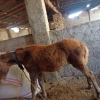 کره اسب نر چهار ماه یورقه