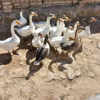 غاز قوغاز|حیوانات مزرعه|نهاوند, |دیوار