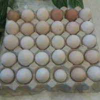 تخم مرغ نطفه دار گلین|حیوانات مزرعه|قم, بیانی|دیوار