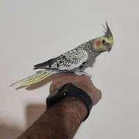 معاوضه عروس هلندی با راهب یا خورشیدی