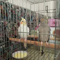 عروس هلندی مولد با جوجه