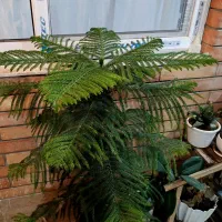 کاج مطبق یک و نیم متر|گل و گیاه طبیعی|ابریشم, |دیوار