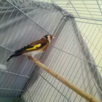 سره چهار گل