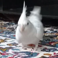 عروس هلندی گم شده