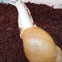 حلزون بزرگ تخم گذار و فروش خاک مخصوص حلزون