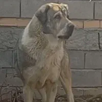 سگ پژدربه یابنده مژدگانی خوبی داده میشود|سگ|کرمانشاه, |دیوار