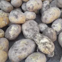 سیب زمینی 1تن|عمدهفروشی|زاغه, |دیوار