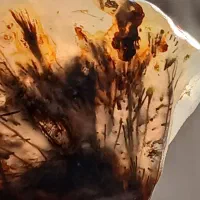 عقیق شجر قدیمی