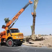 خرید نخل با ریشه