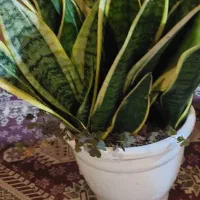 گلهای خانگی