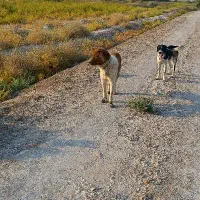 سگ گله ای
