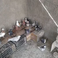 کبوتر