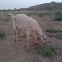 بز با دو کره