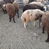 22 عدد بره نر