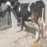 گوساله ی ماده سیمینتال آماده بر