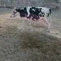 گاو ۴ماه آبستن فروشی
