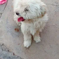 با عروس هلندی معاوضه میکنم|سگ|مسجد سلیمان, |دیوار