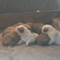 واگذاری سگ نژاد میکس