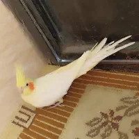 عروس هلندی|پرنده|محلات, |دیوار