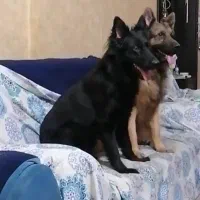 سگ ژرمن شپرد/توله سگ/ سگ ماده نر/پت خانگی