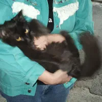 واگذاری گربه نر