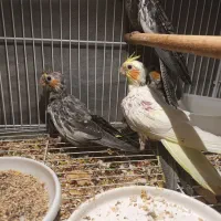 چهار عدد جوجه عروس هلندی۵۰ روزه