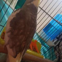 عروس زیبا|پرنده|قم, نخودی|دیوار