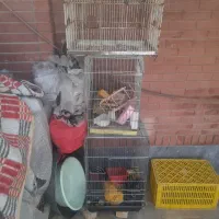 قفس پرنده در همه سایز سالم|لوازم جانبی حیوانات|شیراز, محراب|دیوار