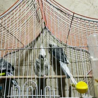 عروس هلندی یک جفت وات فیس سالم اماده تخم گذاری|پرنده|زاهدان, |دیوار