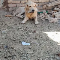 سگ سرابی