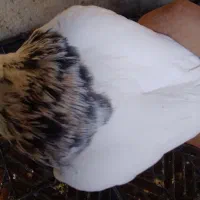 طوقی معاوضه ای