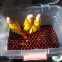 گیرینچیک و ردچیک|پرنده|فردیس, نگارستان|دیوار