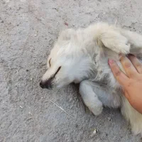 سگ پاکوتاه معاوضه با کفتر پرشی|سگ|شازند, |دیوار